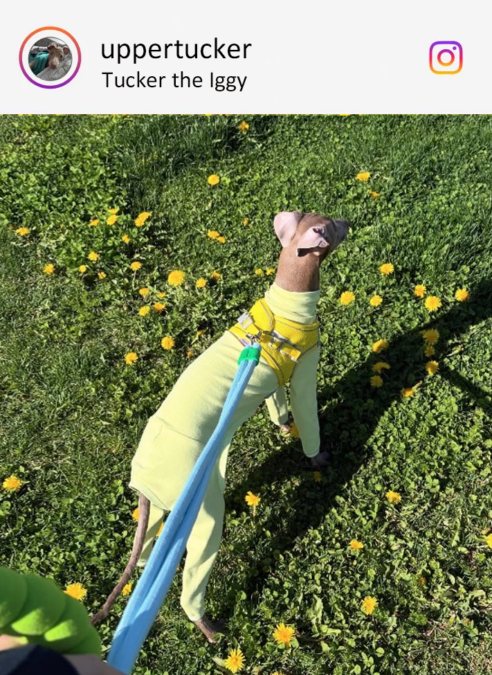 PIKAPIKA