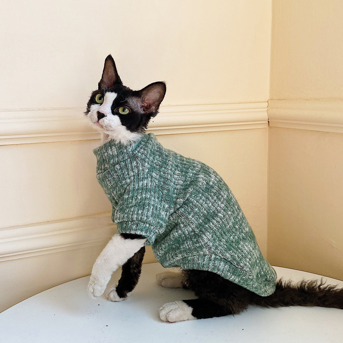 cat-clothes-turtleneck-t-shirt