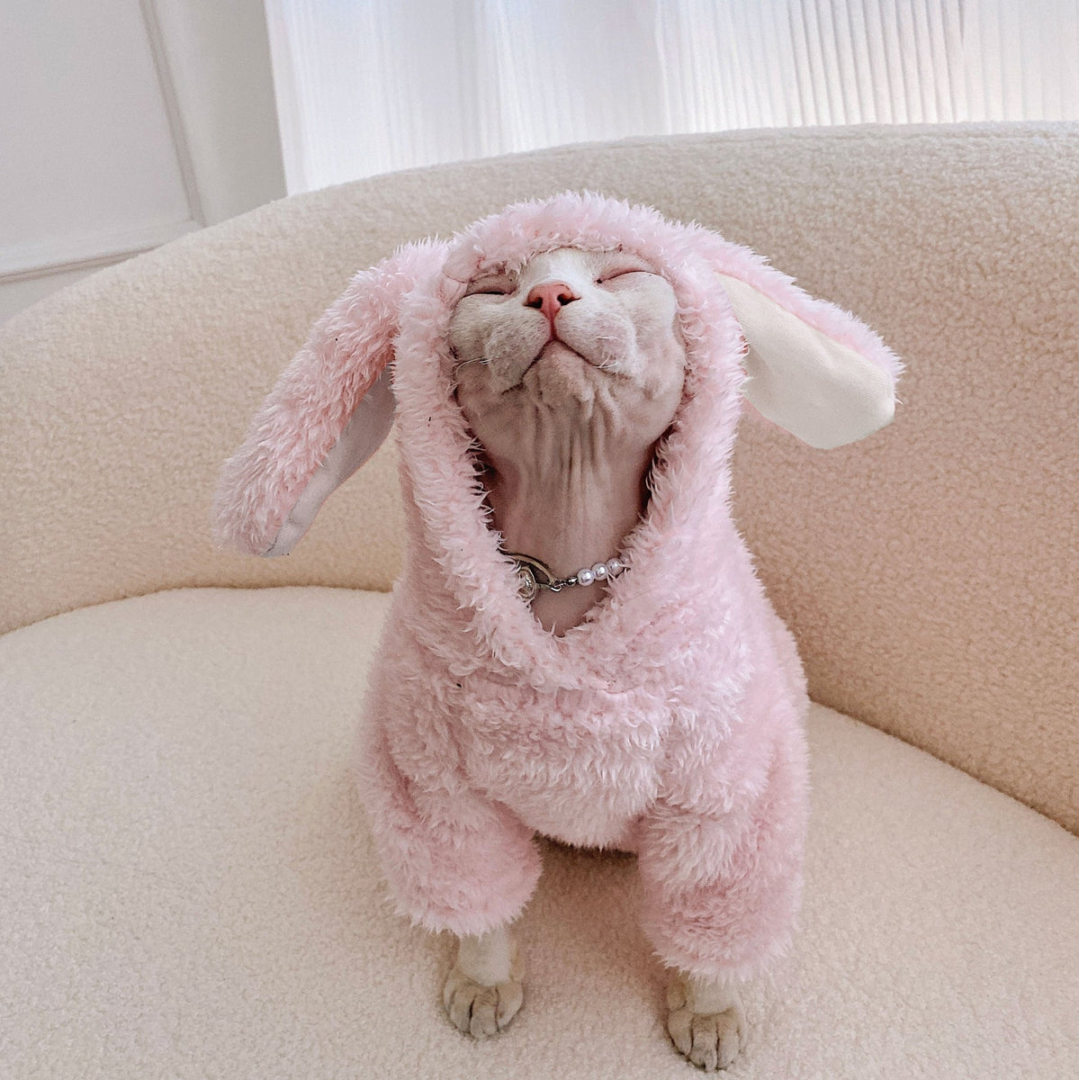 sphynx-cat-clothes-cute-rabbit