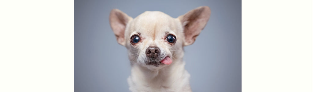 All About Chihuahuas: The Small Dogs with Big Personalities