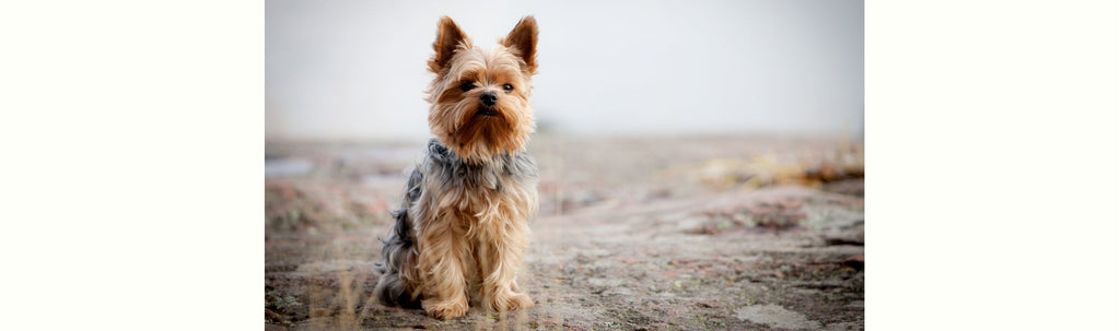 All About Yorkshire Terriers: The Small Dog with a Big Heart