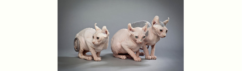 All About the Sphynx Cat: The Hairless Wonder