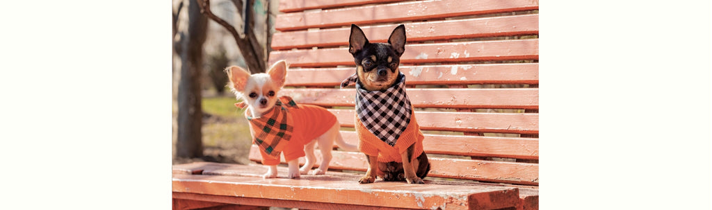 Baby Chihuahuas Need Extra Warmth