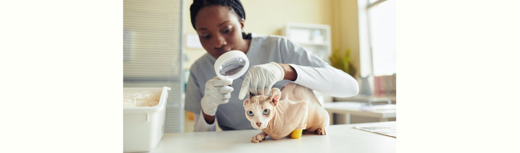 Blackheads in Sphynx Cats: Causes, Prevention, and Care