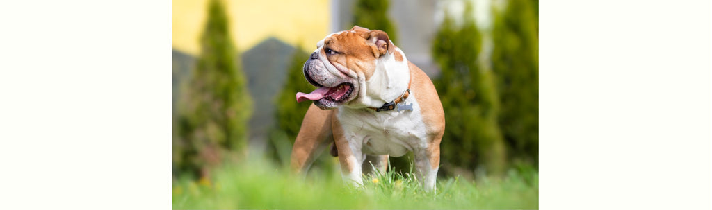 Bulldogs and Hot Weather