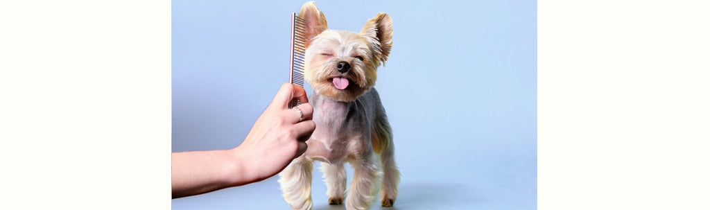 Does Yorkshire have fur or hair?