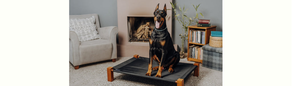 Everything You Need to Know About Big Dogs: Benefits and Considerations