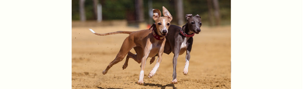 Everything You Need to Know About the Italian Greyhound