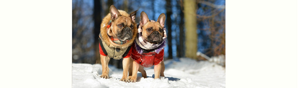 Why Bulldogs Need Extra Warmth