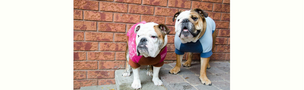 Why Bulldogs Need Sweaters