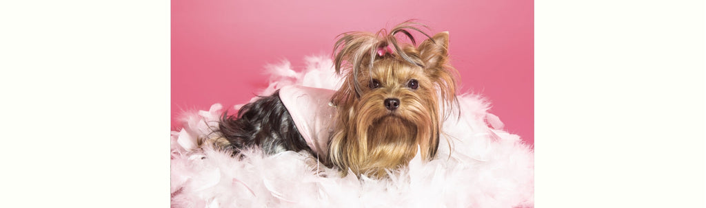 Why Choose a Dress for Your Yorkshire Terrier?