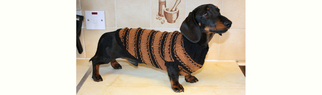 Why Dachshunds Feel the Cold: Keeping Your Dachshund Comfortable in Winter
