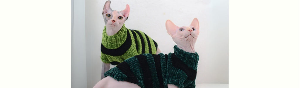 Why Your Hairless Cat Needs a Sweater