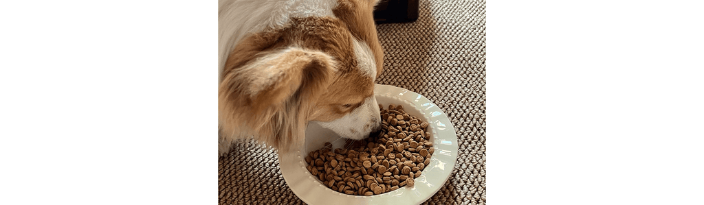 Are You Feeding Your Dog the Right Amount? - PIKAPIKA