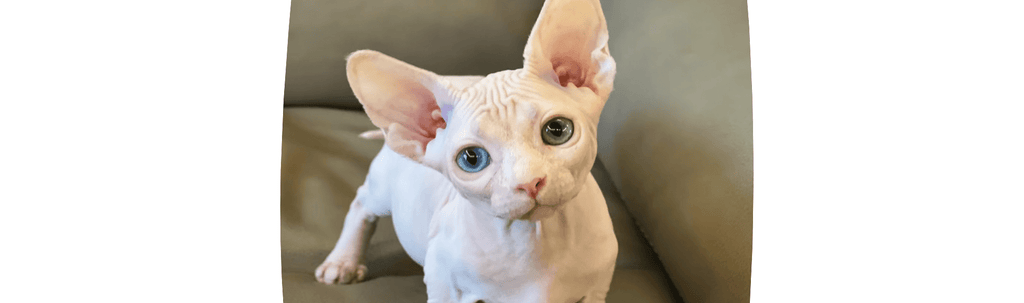 Do Hairless Cats Get Cold Easily? How to Keep Your Sphynx Warm and Comfortable - PIKAPIKA