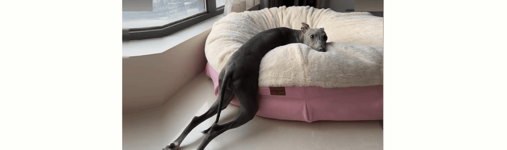 Does My Whippet Shed? And What You Can Do About It - PIKAPIKA
