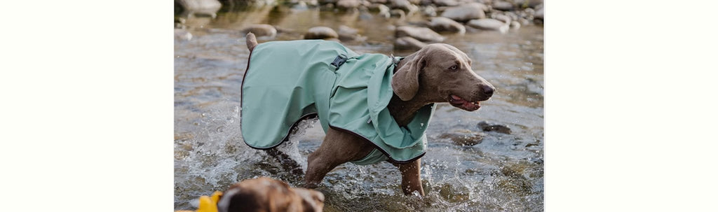 Finding the Best Dog Raincoat for Your Pup - PIKAPIKA