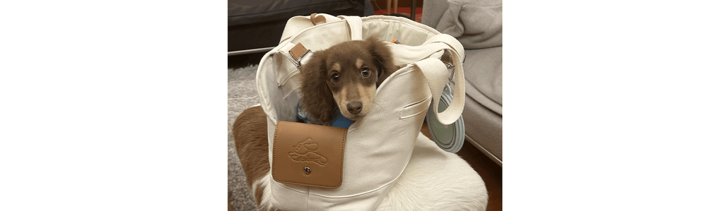 How to Choose the Best Dog Carrier for Travel and Daily Outings - PIKAPIKA