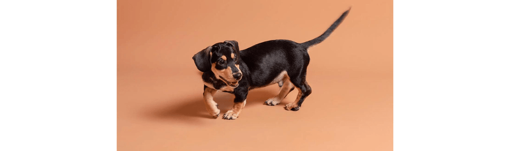 Understanding Dachshunds: Unique Traits, Care Tips, and What Every Owner Should Know - PIKAPIKA