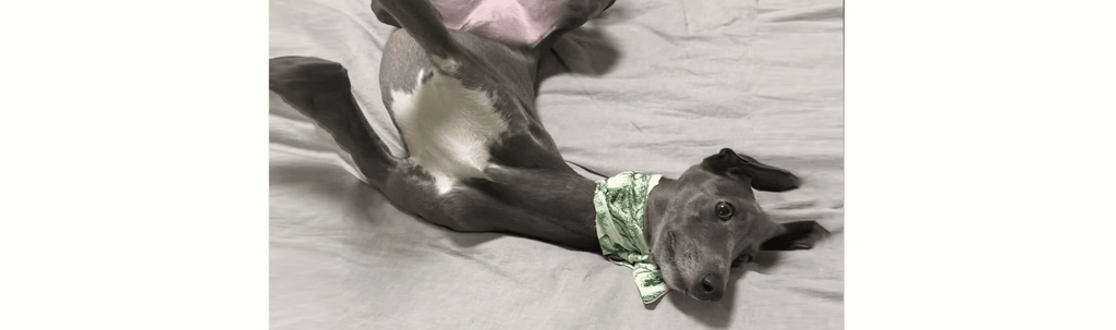 Understanding Sighthounds Body Language: What Those Subtle Signals Mean - PIKAPIKA