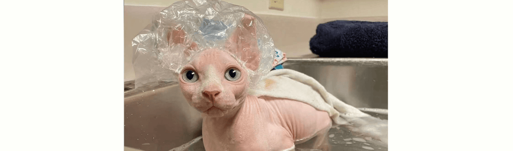 Why Your Sphynx Cat Washes Its Face Three Times a Day (And What You Should Actually Do About It) - PIKAPIKA