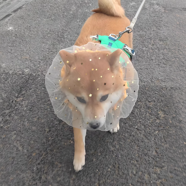 PIKAPIKA