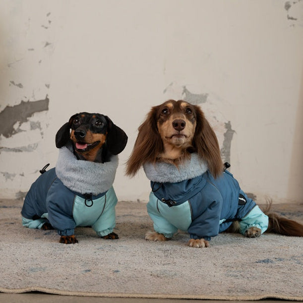 Dachshund Dog Clothes | PIKAPIKA Coats, Sweaters & Outfits