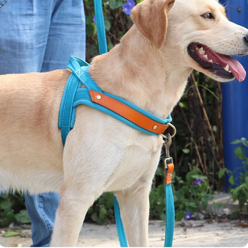 Essential Dog Harness No Pull Vest-Style Double-Clip Control with Leashes - PIKAPIKA