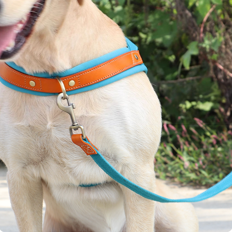 Essential Dog Harness No Pull Vest-Style Double-Clip Control with Leashes - PIKAPIKA