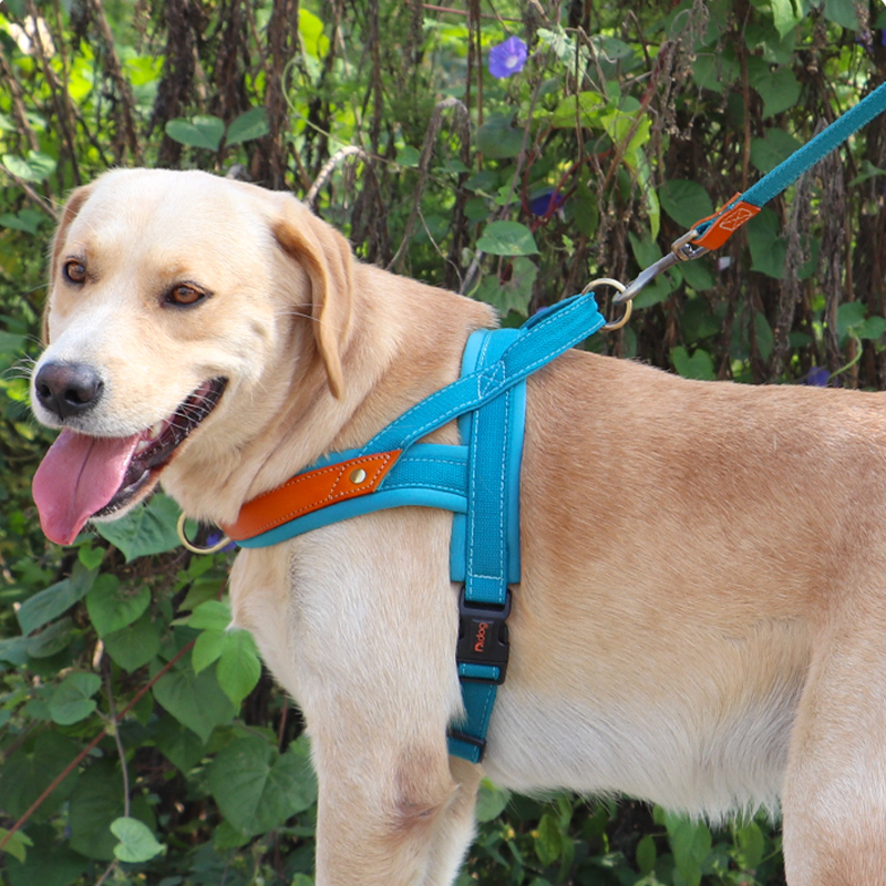 Essential Dog Harness No Pull Vest-Style Double-Clip Control with Leashes - PIKAPIKA