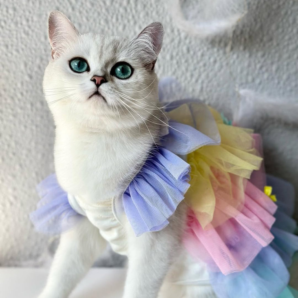 Cat Dresses Cat Dresses