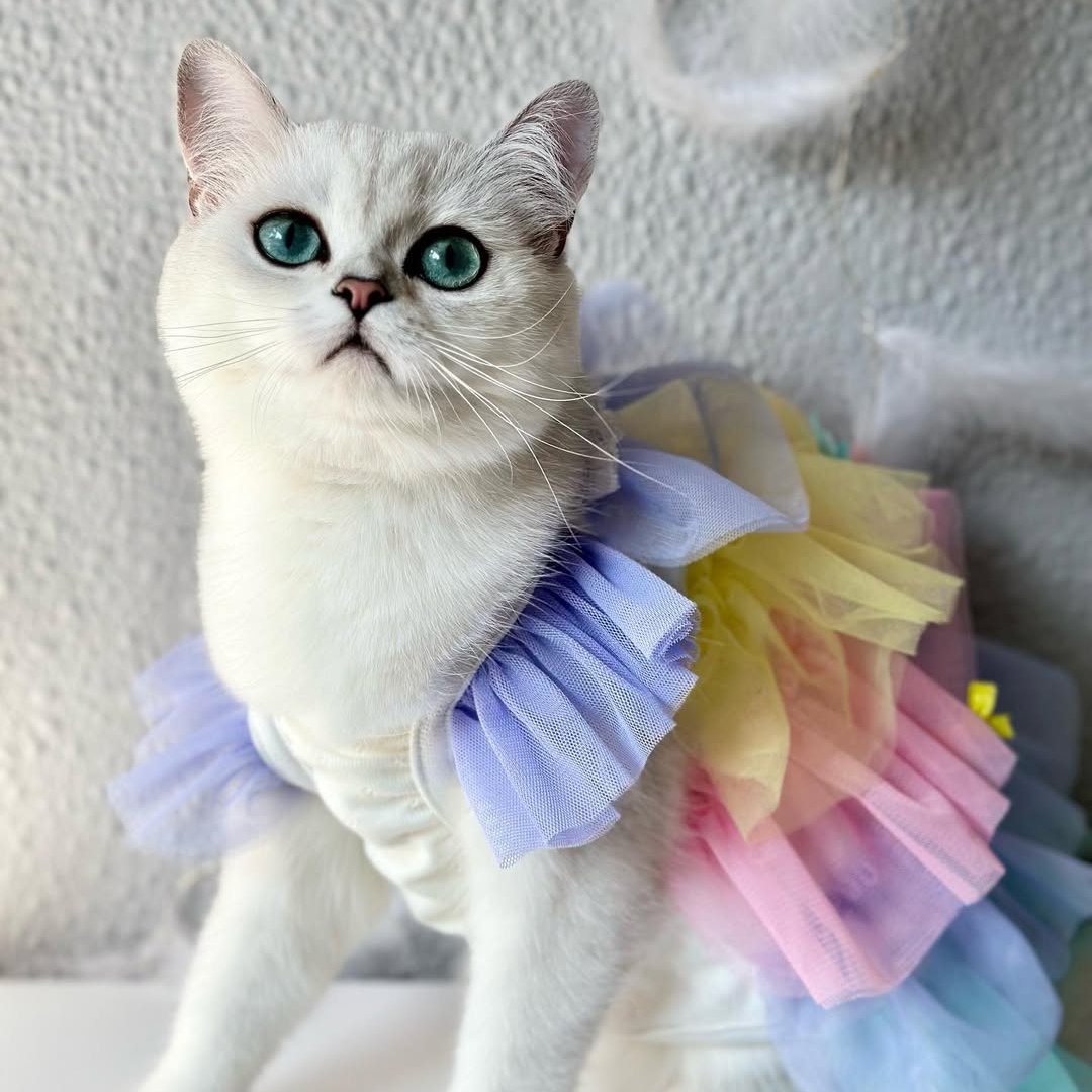 Cat Dresses Cat Dresses