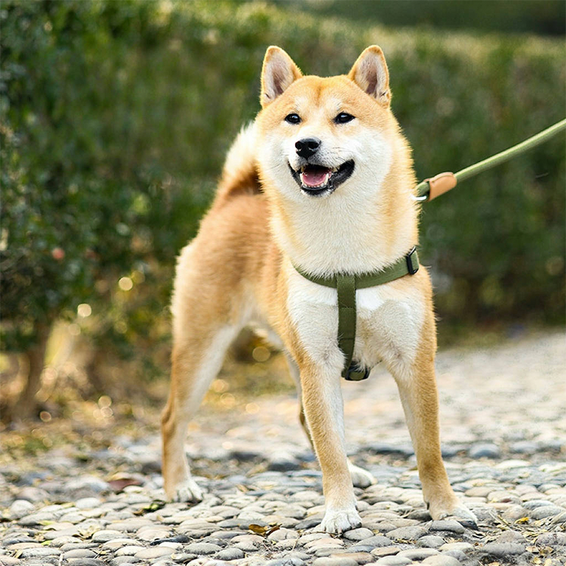 Dog Harness & Leash Set Vest-Style Breathable Mesh Reflective - PIKAPIKA