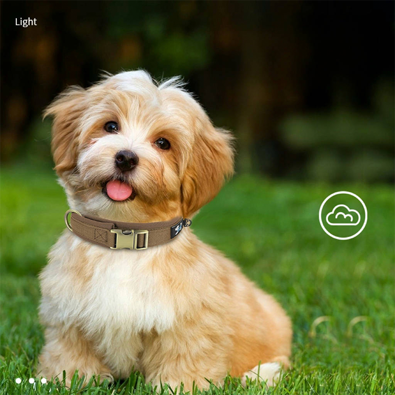 Personalized Dog Collar Anti-Lost Design for Outdoor Use - PIKAPIKA