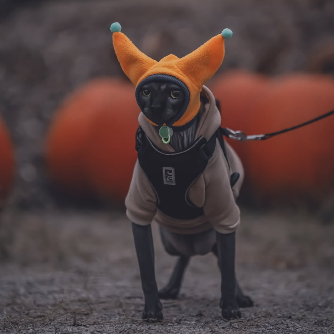 Pumpkin_season_Oh_you_mean_fas