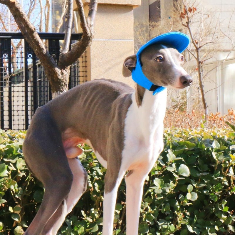 Adjustable Dog Baseball Cap with Ear Holes Outdoor Sunscreen Pet Hat - PIKAPIKA