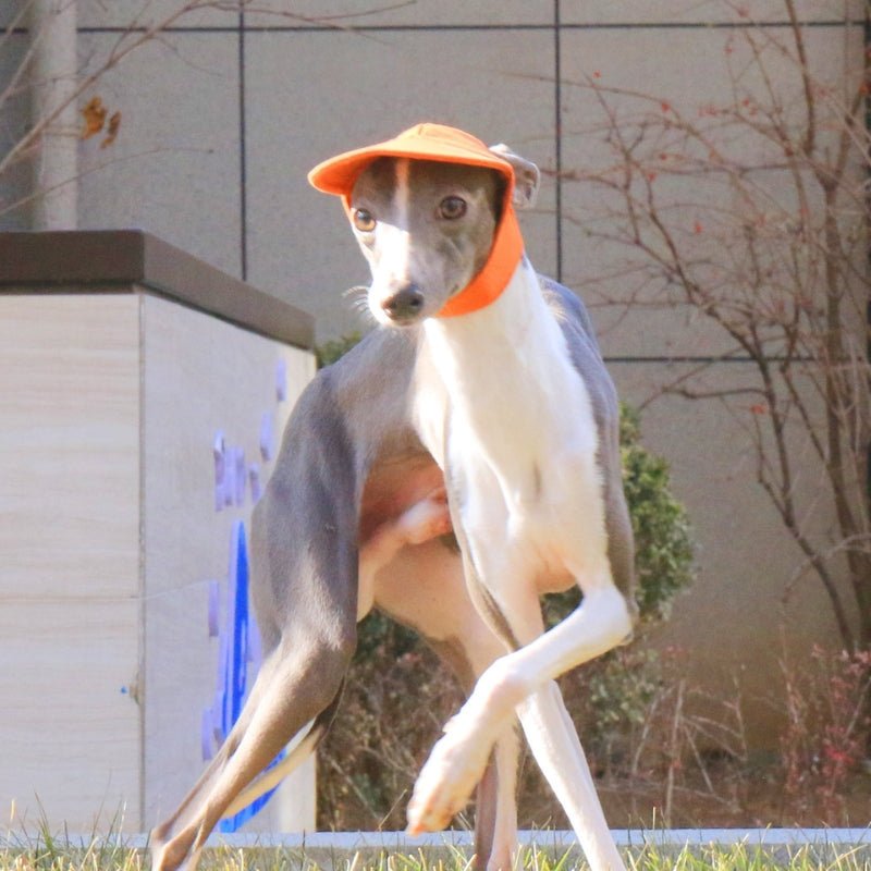 Adjustable Dog Baseball Cap with Ear Holes Outdoor Sunscreen Pet Hat - PIKAPIKA