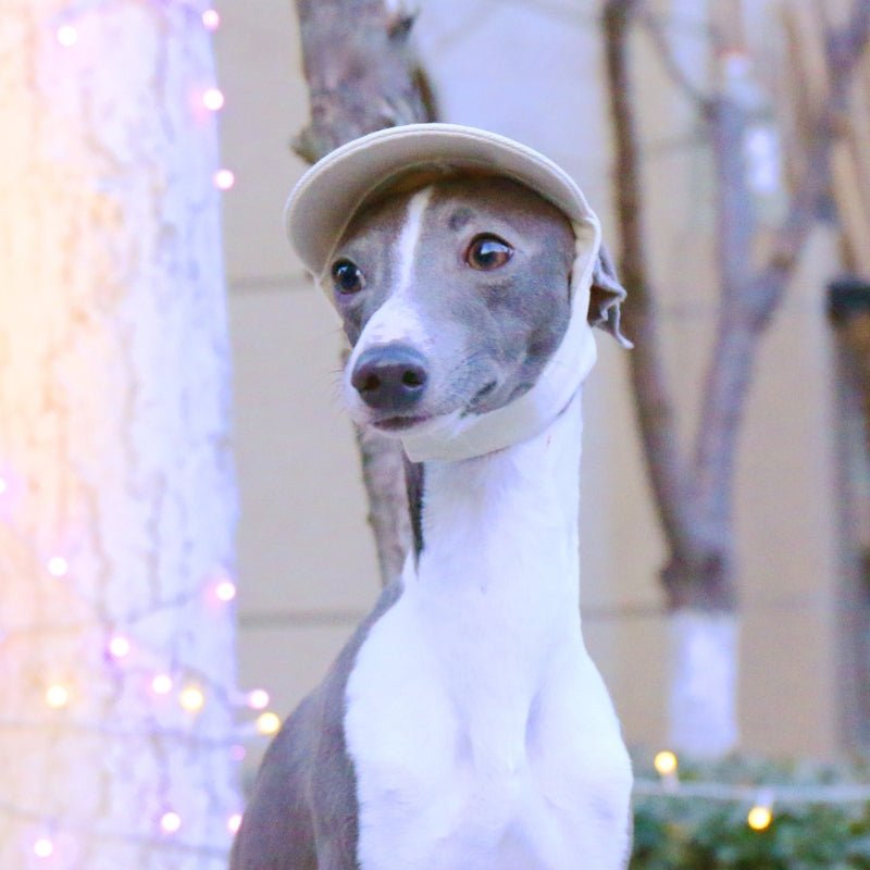 Adjustable Dog Baseball Cap with Ear Holes Outdoor Sunscreen Pet Hat - PIKAPIKA