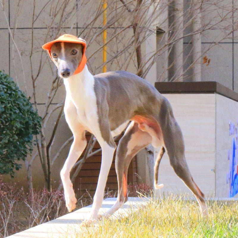 Adjustable Dog Baseball Cap with Ear Holes Outdoor Sunscreen Pet Hat - PIKAPIKA