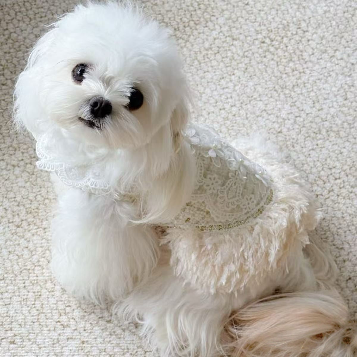 Handmade Couture Style Flower Princess Dresses Small Medium Dogs