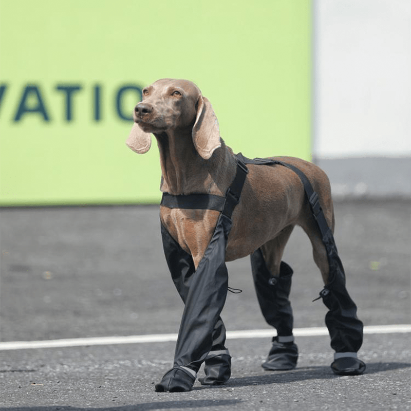Big Dog Boots Large Size Dog Shoes Waterproof Outdoor Gear - PIKAPIKA
