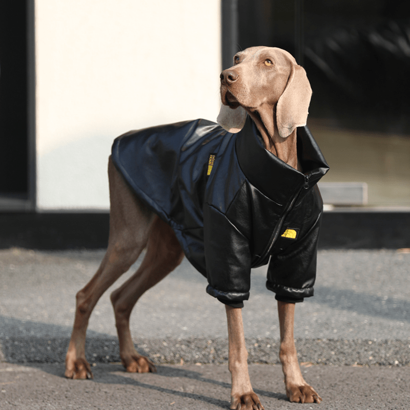 Big Dog Clothes PU Warm Fleece Lining Zip Jacket Casual Wear - PIKAPIKA