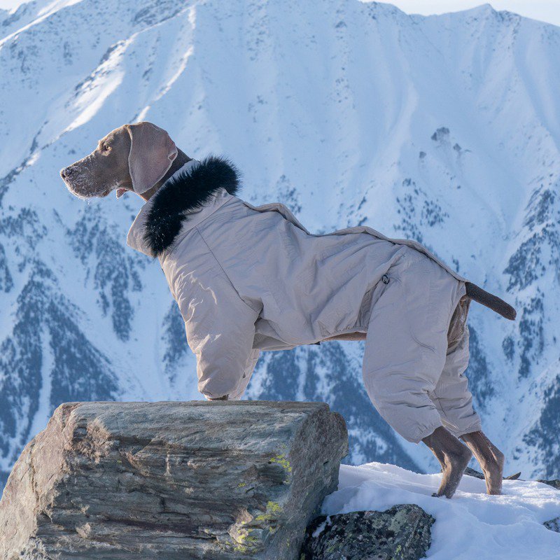 Big Dog Clothing Snowsuit Onesie Coat Padded Jacket - PIKAPIKA