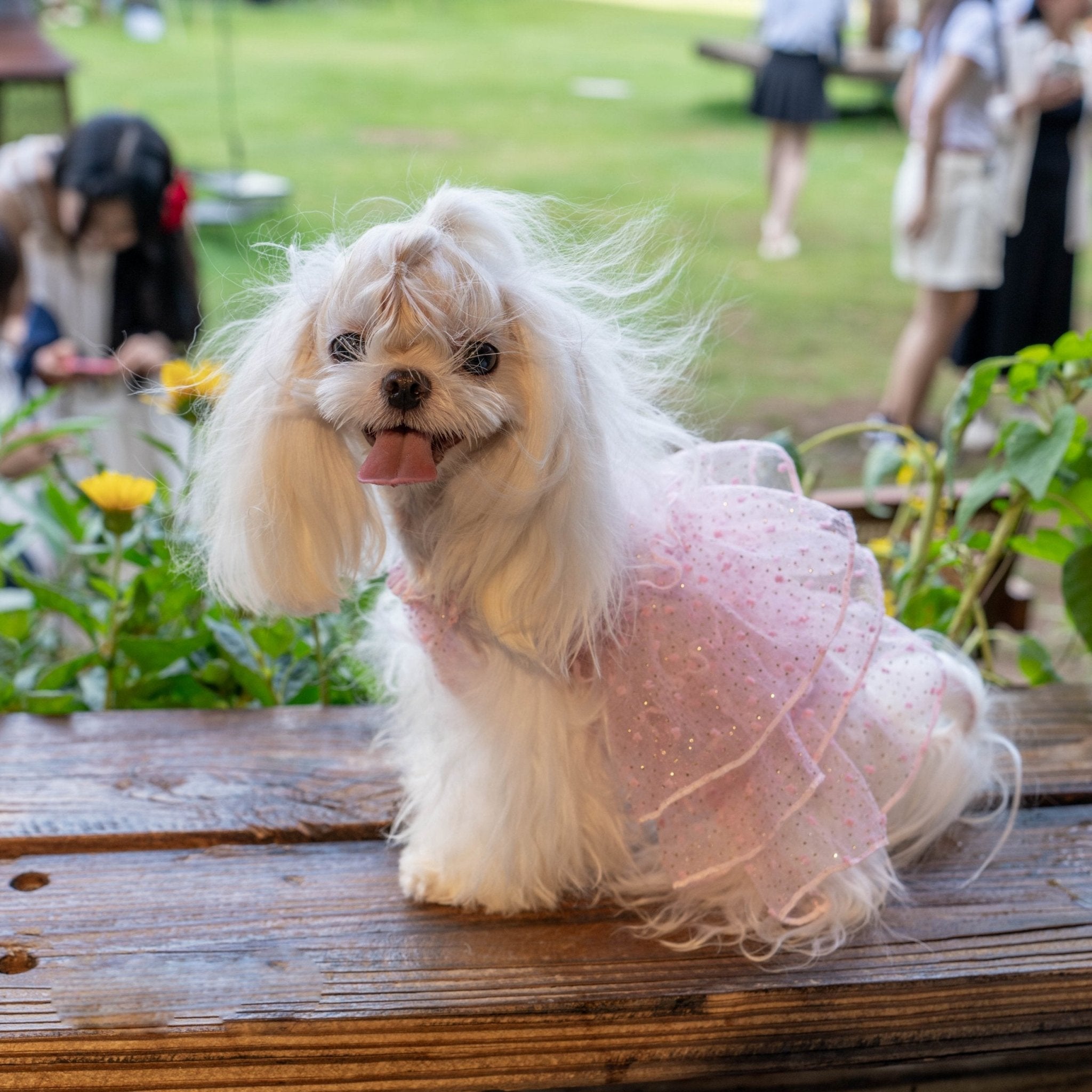 Dog Dresses Dog Dresses