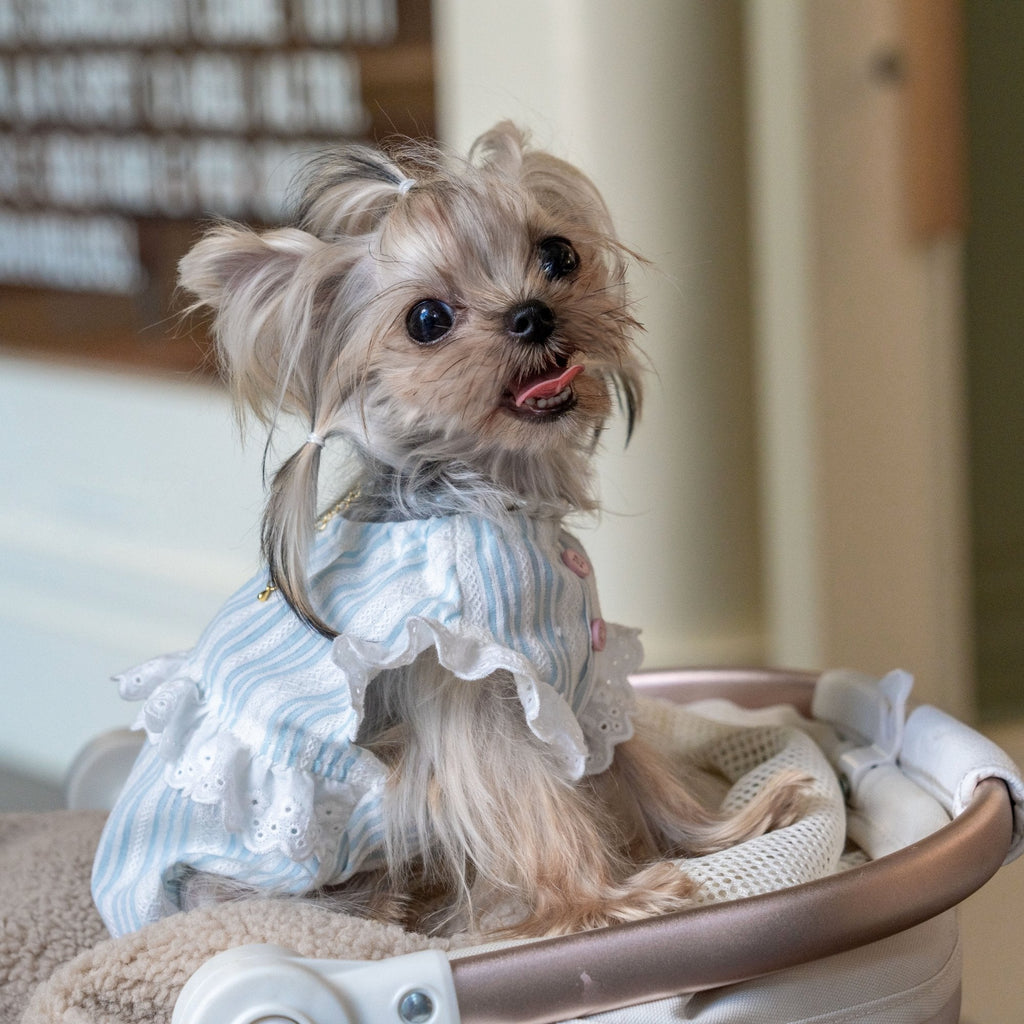 Breathable Cotton Shirt with Pumpkin Design for Toy Dogs - PIKAPIKA