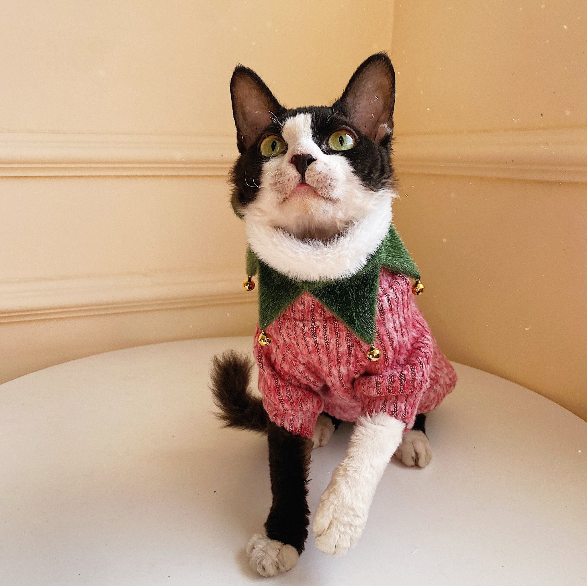 cat-clothes-turtleneck-t-shirt