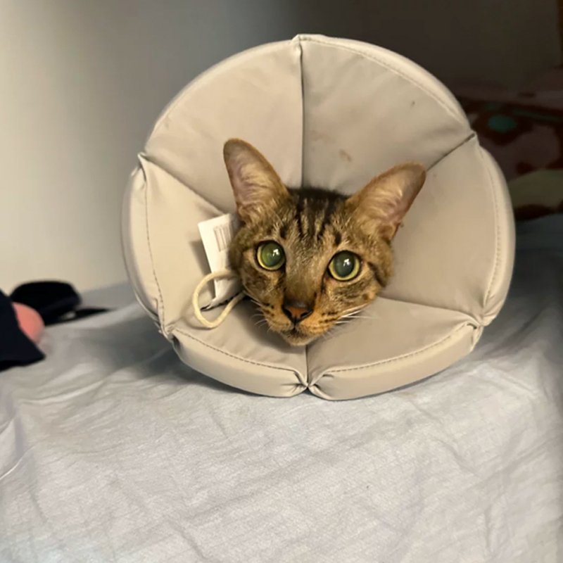 Cat Dog Elizabeth Cone Recovery Collar After Surgery - PIKAPIKA