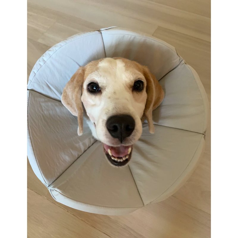 Cat Dog Elizabeth Cone Recovery Collar After Surgery - PIKAPIKA