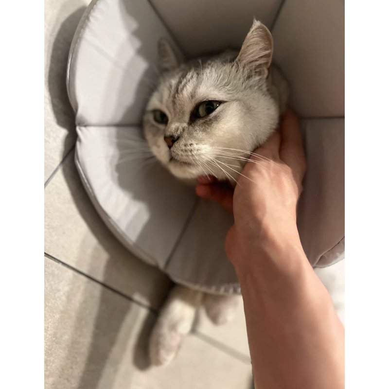 Cat Dog Elizabeth Cone Recovery Collar After Surgery - PIKAPIKA