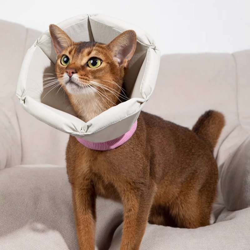 Cat Dog Elizabeth Cone Recovery Collar After Surgery - PIKAPIKA